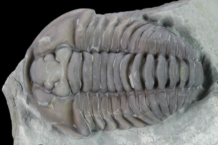 Flexicalymene Trilobite - Mt Orab, Ohio #133904